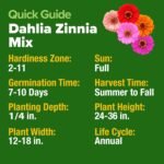 HOME GROWN Zinnia Dahlia Seeds Pack for 2026 Non GMO 524 Flower Seeds | Vibrant Zinnia Elegans for Pollinator Gardens, Borders & Containers | Easy-to-Grow Outdoor Blooms - Image 4