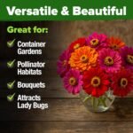 HOME GROWN Zinnia Dahlia Seeds Pack for 2026 Non GMO 524 Flower Seeds | Vibrant Zinnia Elegans for Pollinator Gardens, Borders & Containers | Easy-to-Grow Outdoor Blooms - Image 5