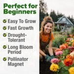 HOME GROWN Zinnia Dahlia Seeds Pack for 2026 Non GMO 524 Flower Seeds | Vibrant Zinnia Elegans for Pollinator Gardens, Borders & Containers | Easy-to-Grow Outdoor Blooms - Image 6