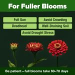 HOME GROWN Zinnia Dahlia Seeds Pack for 2026 Non GMO 524 Flower Seeds | Vibrant Zinnia Elegans for Pollinator Gardens, Borders & Containers | Easy-to-Grow Outdoor Blooms - Image 7