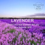 ROSE COTTAGE Large 12 Packs Lavender Hanging Closet Deodorizer Air Freshener Long Lasting Scented Sachets Smell Goods for House - Image 7