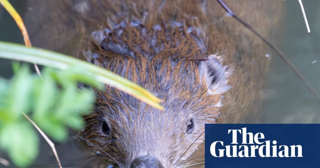 Beavers ‘breathe new life’ into Dorset as dams built and biodiversity returns | Wildlife
