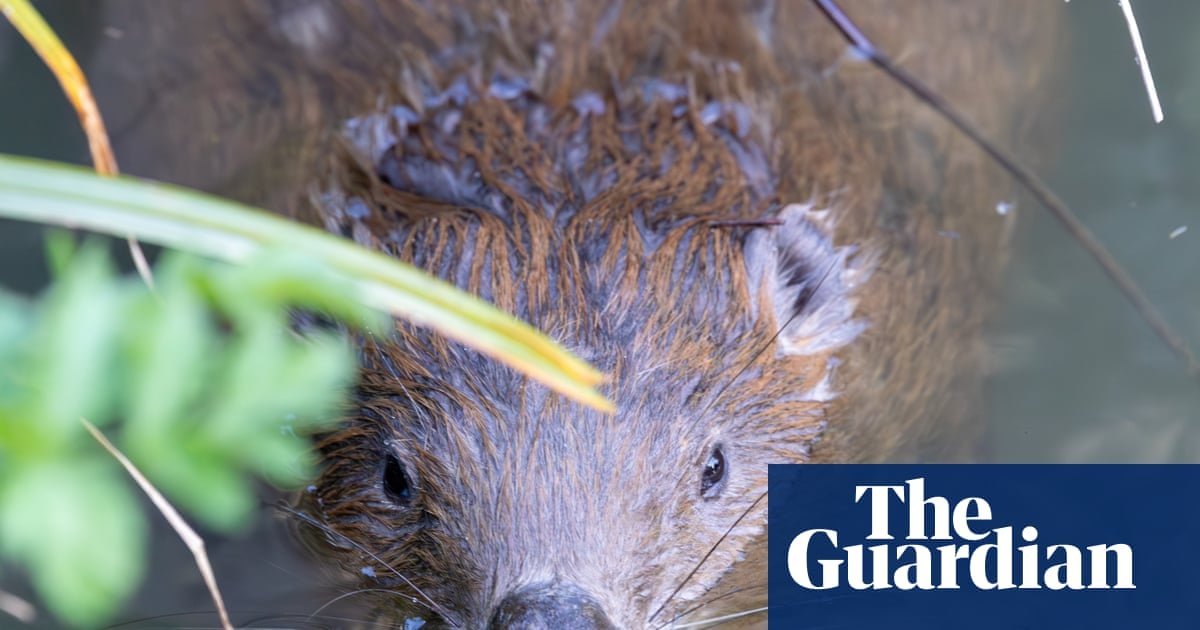 Beavers ‘breathe new life’ into Dorset as dams built and biodiversity returns | Wildlife