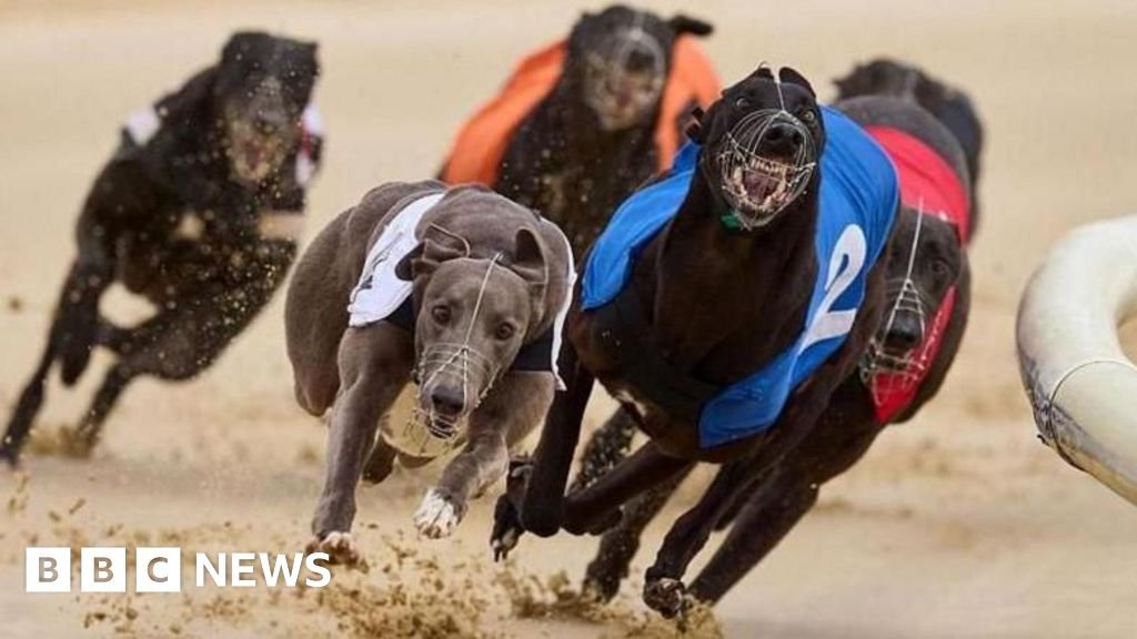 Greyhound racing to be banned in Wales after Senedd vote