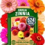 HOME GROWN Zinnia Dahlia Seeds Pack for 2026 Non GMO 524 Flower Seeds | Vibrant Zinnia Elegans for Pollinator Gardens, Borders & Containers | Easy-to-Grow Outdoor Blooms