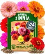 HOME GROWN Zinnia Dahlia Seeds Pack for 2026 Non GMO 524 Flower Seeds | Vibrant Zinnia Elegans for Pollinator Gardens, Borders & Containers | Easy-to-Grow Outdoor Blooms