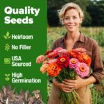 HOME GROWN Zinnia Dahlia Seeds Pack for 2026 Non GMO 524 Flower Seeds | Vibrant Zinnia Elegans for Pollinator Gardens, Borders & Containers | Easy-to-Grow Outdoor Blooms - Image 2