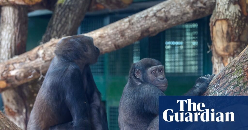 ‘A life among the trees’: Bristol zoo’s gorillas move out of town | Zoos