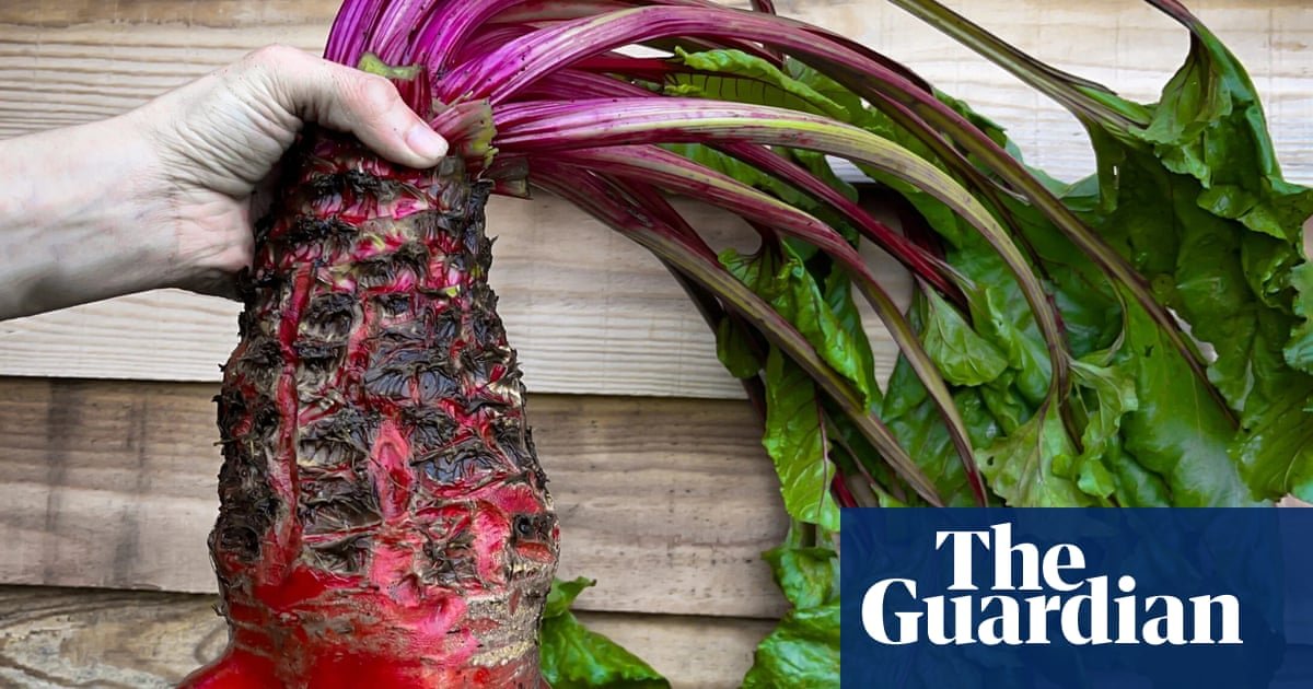Can’t beet it! Humble mangelwurzel to star at Chelsea flower show | Chelsea flower show
