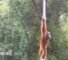How one orangutan braved new bridge to unite his split community