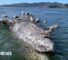 Why do gray whales keep dying in San Francisco's waters?