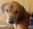BBC uncovers the Ugandans abusing animals to elicit donations for shelters