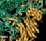 Ebola outbreak kills 65 in eastern DR Congo's Ituri province