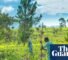 Iran war may cause food shortages in Africa, world’s largest fertiliser firm says | Chemical industry