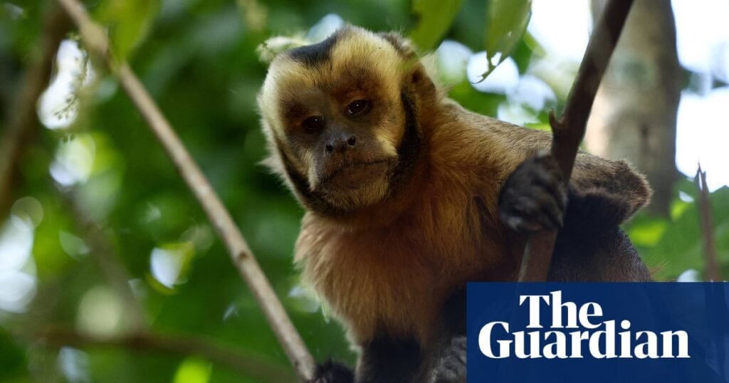 New report reveals sharp rise in online sale of primates on social media in US | Animals