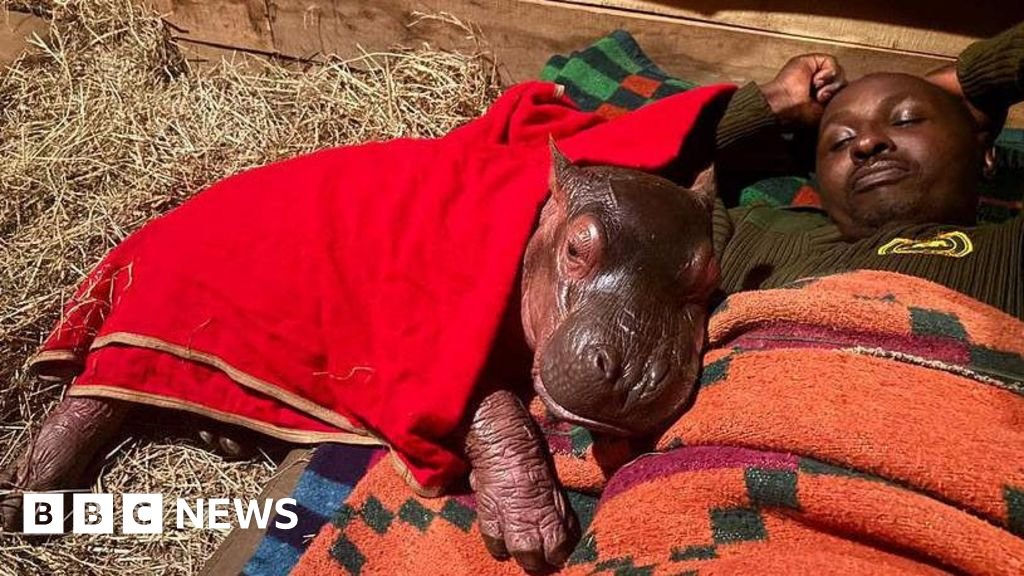 Orphaned baby hippo to be hand-reared by keepers at Kenya sanctuary