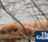 Reform UK council backs release of beavers amid party row over rewilding | Reform UK