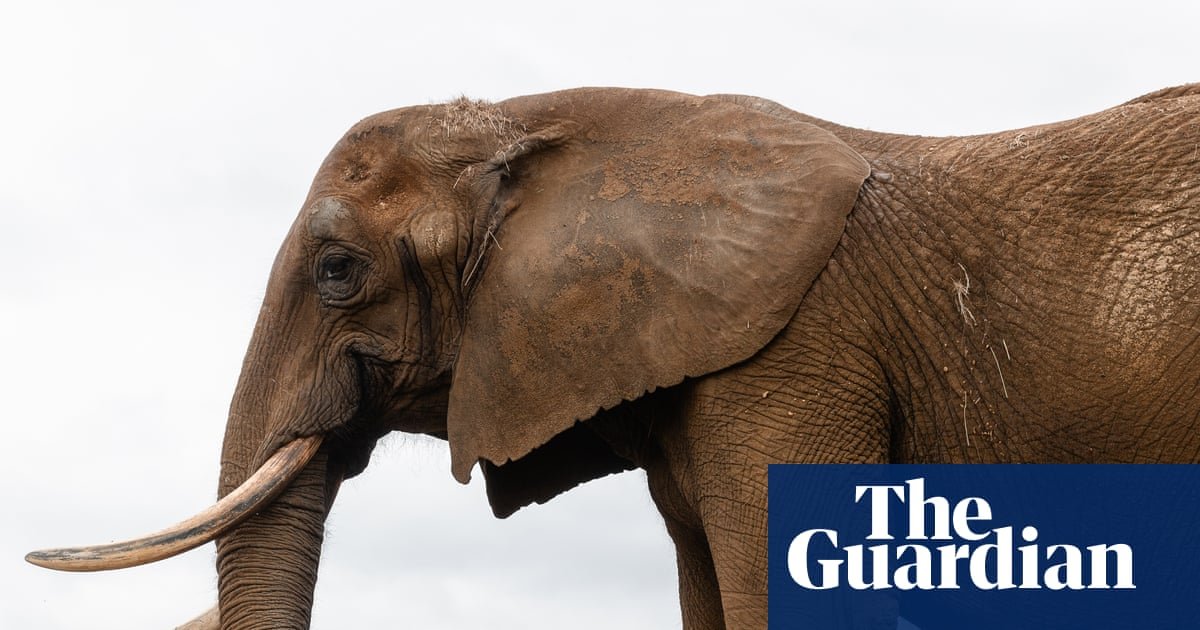 Rewilding giants: captive elephants rehomed in Europe’s first sanctuary | Animal welfare