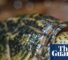 Shell-shocked: California man arrested for attempting to traffic wild turtles | California