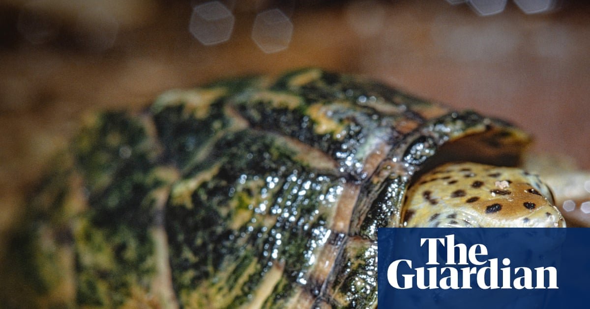 Shell-shocked: California man arrested for attempting to traffic wild turtles | California