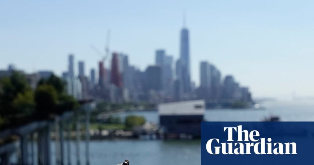 ‘They don’t belong in our environment’: US vineyards battle spotted lanternflies as invasive insects spread | US news