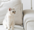 A small silver-grey cat sitting alone on a pale cream sofa in a bright, minimal room.