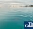 Female dolphins remember who is aggressive when choosing a mating partner, research shows | Dolphins