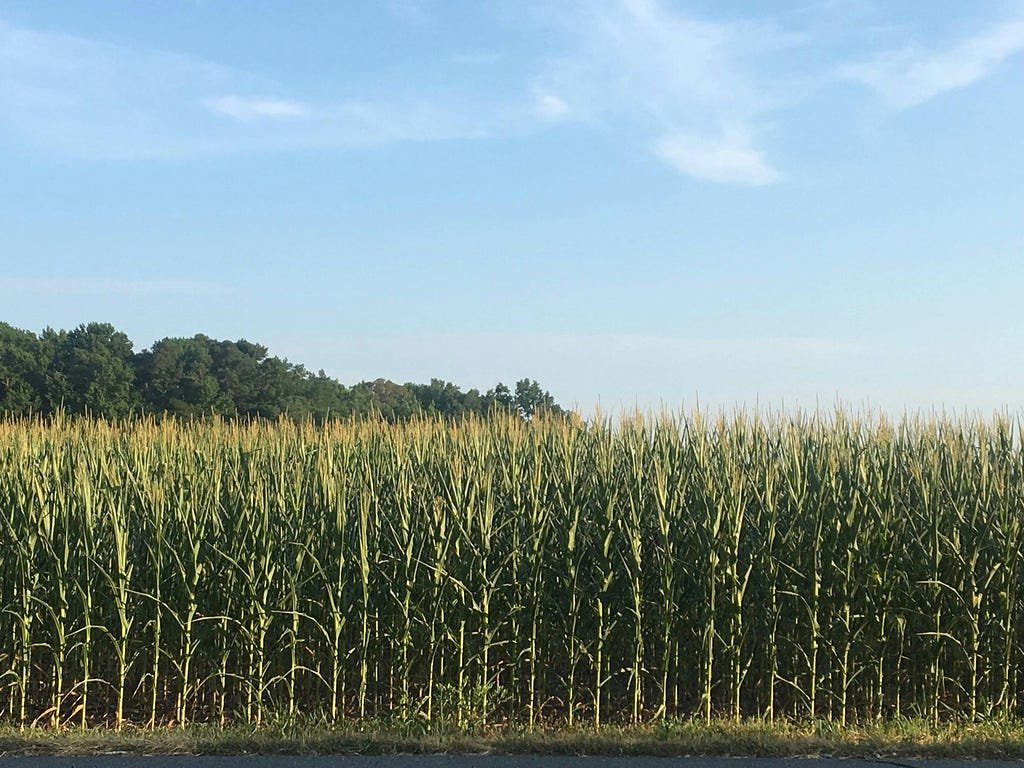 You can’t grow roses in a cornfield