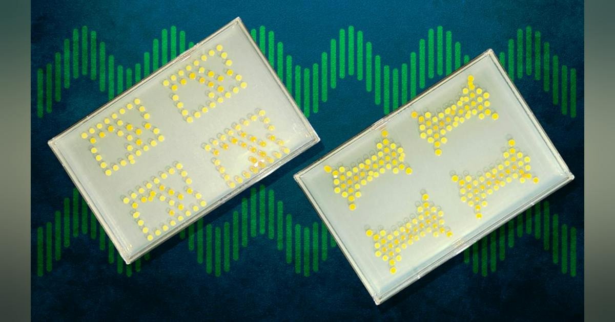 Bacteria-Based “Transistors” Implement, Connect Basic Logic Functions