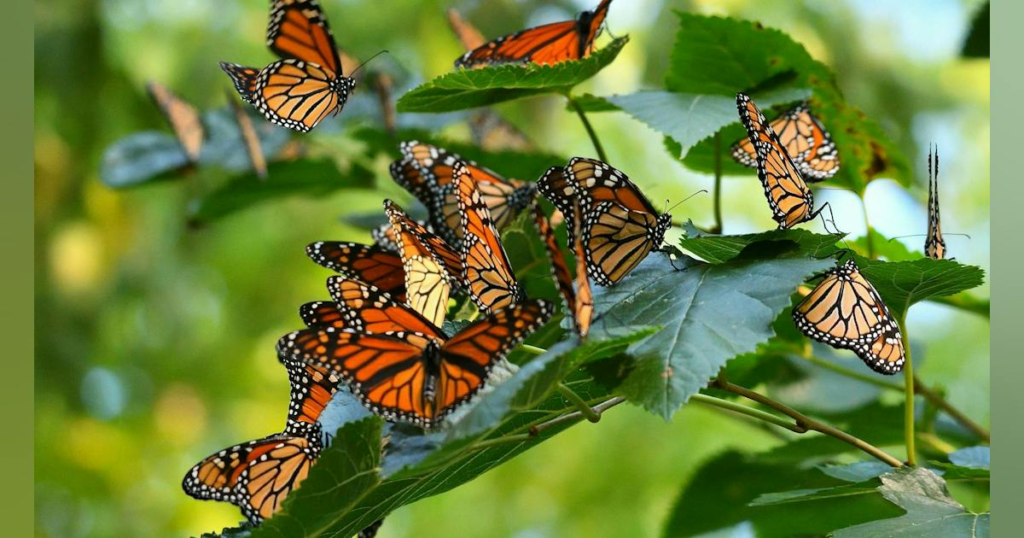 How Solar-Powered Radio Tags Track Monarch Butterfly Migration to Mexico